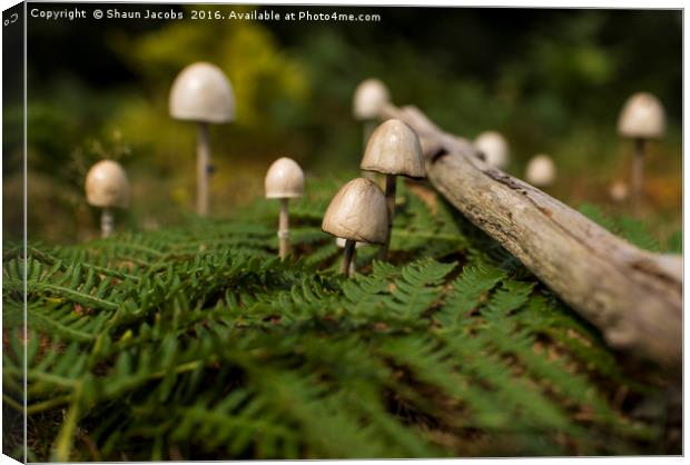 Mushrooms in a forest  Canvas Print by Shaun Jacobs