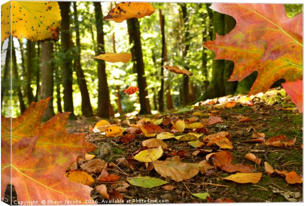 Autumn leaves Canvas Print by Shaun Jacobs