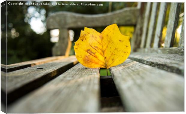 Autumn leaf on a wooden bench Canvas Print by Shaun Jacobs