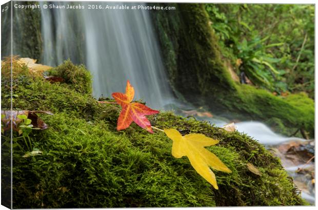 Little Bredy Autumnal waterfall  Canvas Print by Shaun Jacobs