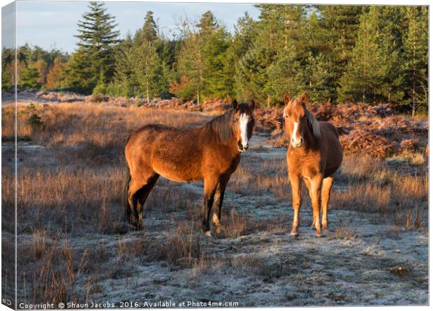 New Forest Ponies  Canvas Print by Shaun Jacobs