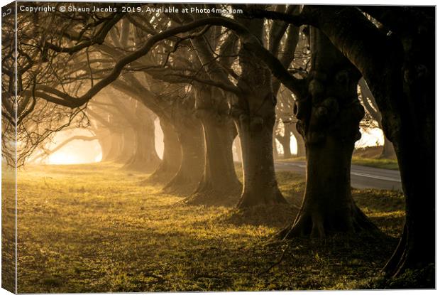 Golden light at Bradbury rings  Canvas Print by Shaun Jacobs