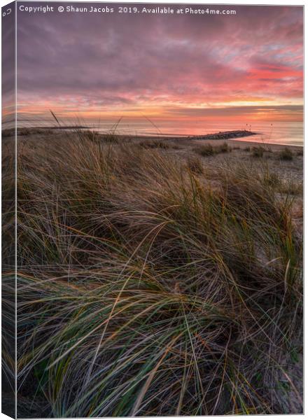 Sunrise over the sand dunes of Sandbanks  Canvas Print by Shaun Jacobs