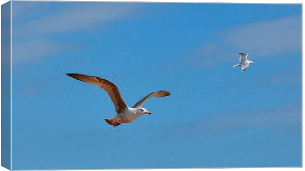 Flying in a pair. Canvas Print by Mark Franklin