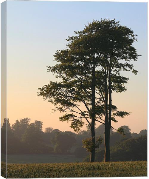 Trees at dusk Canvas Print by Martin Collins