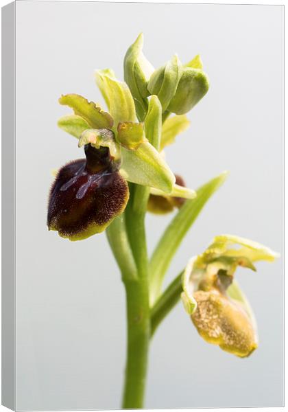 Early Spider Orchid Canvas Print by Martin Collins