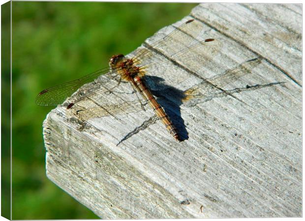 Resting Dragonfly Canvas Print by Sarah Turner