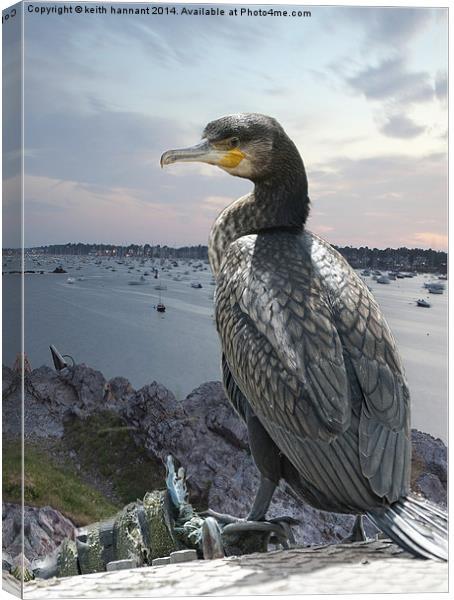  cormorant over harbour Canvas Print by keith hannant