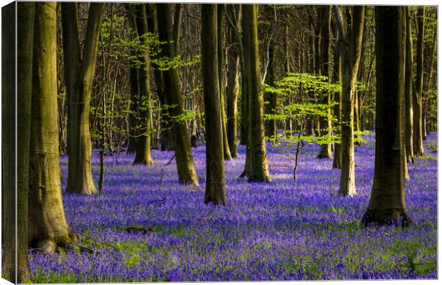 The Green & Blue of spring Canvas Print by Kelvin Trundle