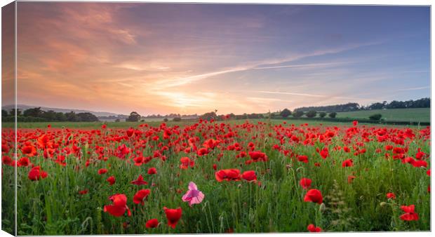 Fields of Red Canvas Print by Kelvin Trundle
