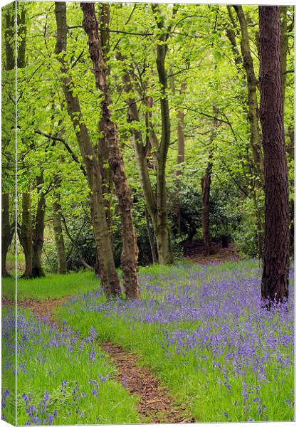  Bluebell Path Canvas Print by Michelle BAILEY