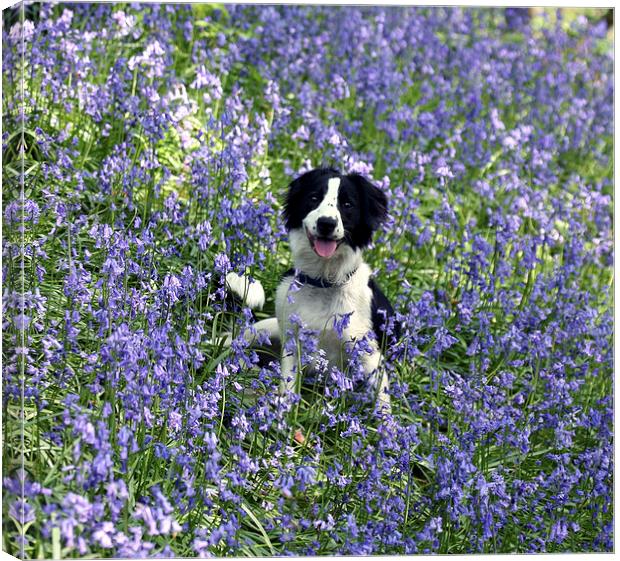Collie in Bluebells Canvas Print by John Keates