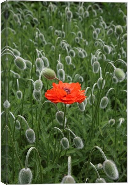alone in a crowd Canvas Print by John Keates