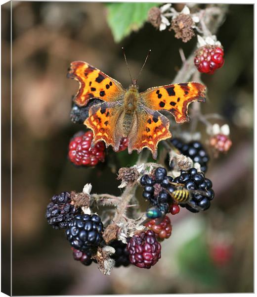 Comma (Polygonia c-album) butterfly Canvas Print by John Keates