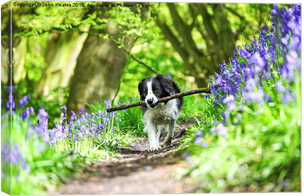 Molly the Border Collie enjoying fetching her stic Canvas Print by John Keates