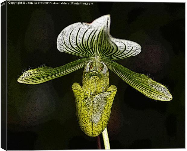 Paphiopedilum 'Copper Glow' Orchid flower Canvas Print by John Keates