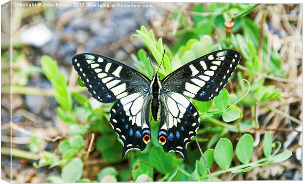 Anise swallowtail butterfly (Papilio zelicaon) Canvas Print by John Keates