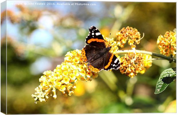 A Red Admiral butterfly on a Yellow Buddleja Canvas Print by John Keates
