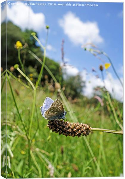 A male Common Blue (Polyommatus icarus) butterfly Canvas Print by John Keates