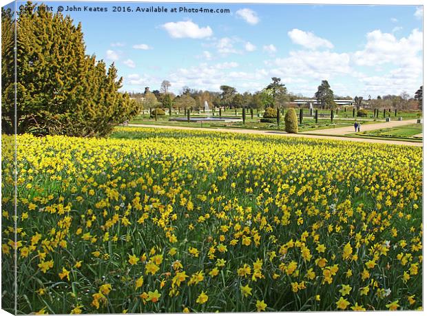 Spring Daffodils at Trentham Gardens Stoke on Tren Canvas Print by John Keates
