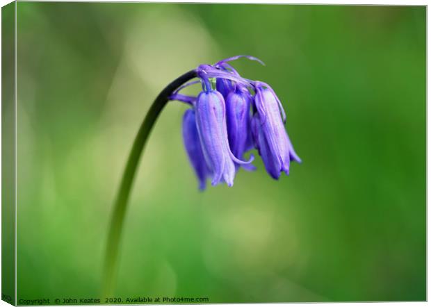 Close up of a Common Bluebell Canvas Print by John Keates