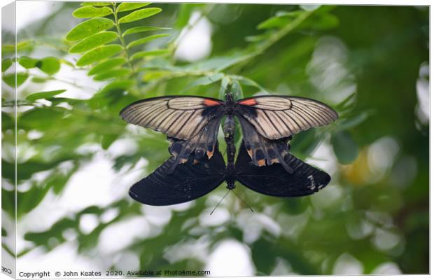 Mating Common Mormon (Papilio polytes) butterflies Canvas Print by John Keates