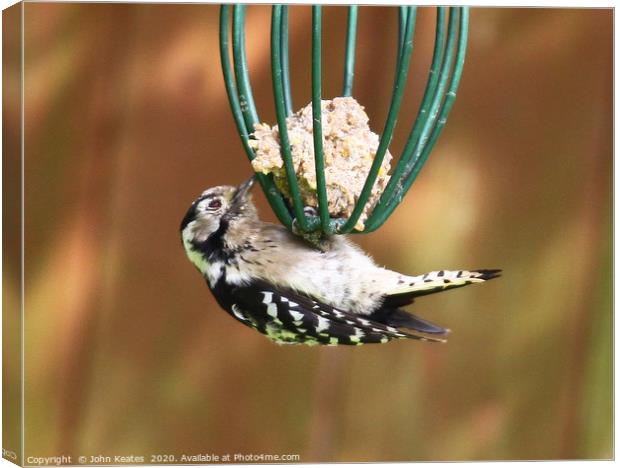 Lesser spotted woodpecker (Dendrocopos minor) Canvas Print by John Keates