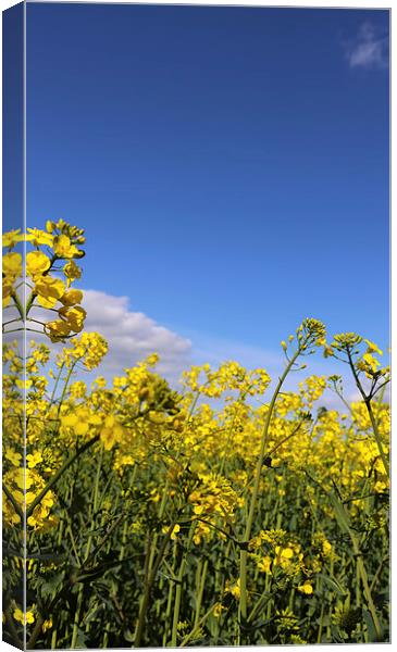 Rapeseed Views Canvas Print by John Atkins