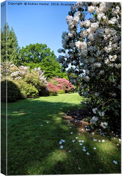 Rhododendrons at Heavens Gate, Longleat, UK Canvas Print by Andrew Harker