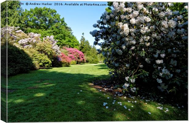 Rhododendrons at Heavens Gate, Longleat, UK Canvas Print by Andrew Harker
