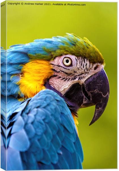 Blue and Yellow Macaw  Canvas Print by Andrew Harker