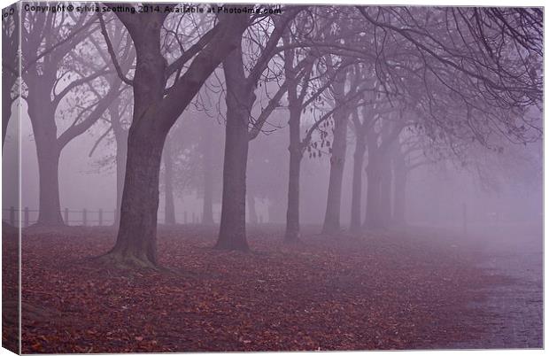 Autumn Mist Canvas Print by sylvia scotting