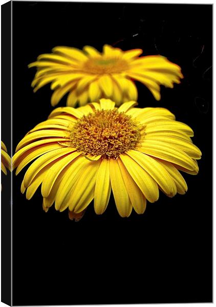 Sunflower Canvas Print by sylvia scotting
