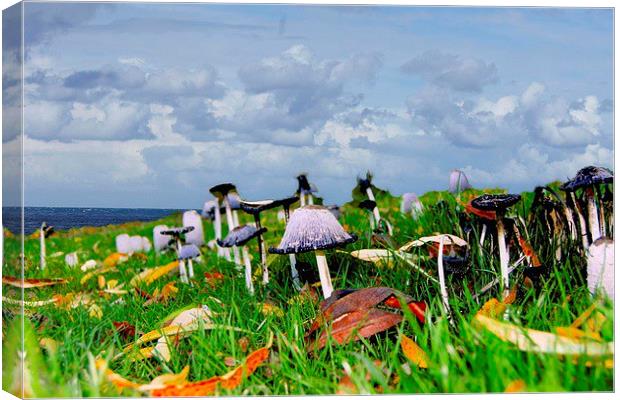  Toadstools  Canvas Print by sylvia scotting