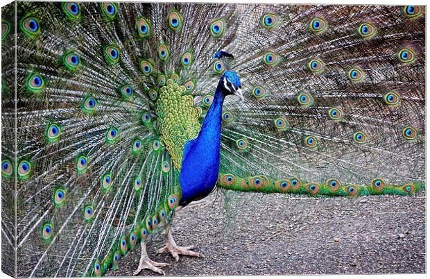  Peahen in full plumage  Canvas Print by sylvia scotting