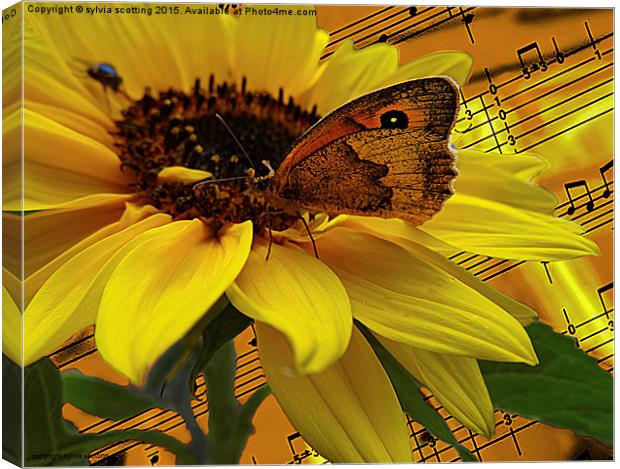 The  Butterfly who loved music Canvas Print by sylvia scotting