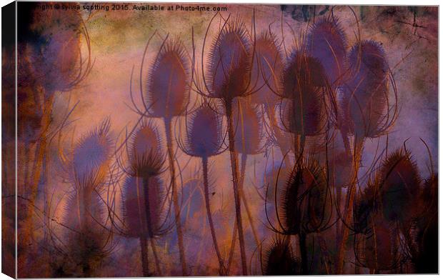  Sunset and thistles  Canvas Print by sylvia scotting