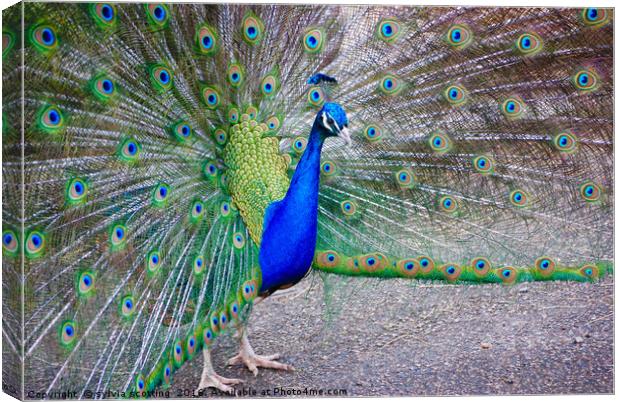 Pride and the peacock  Canvas Print by sylvia scotting