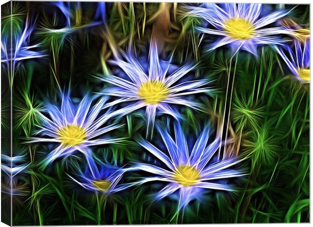 Star Flowers  Canvas Print by sylvia scotting
