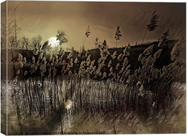      Grass in the moonlight                        Canvas Print by sylvia scotting