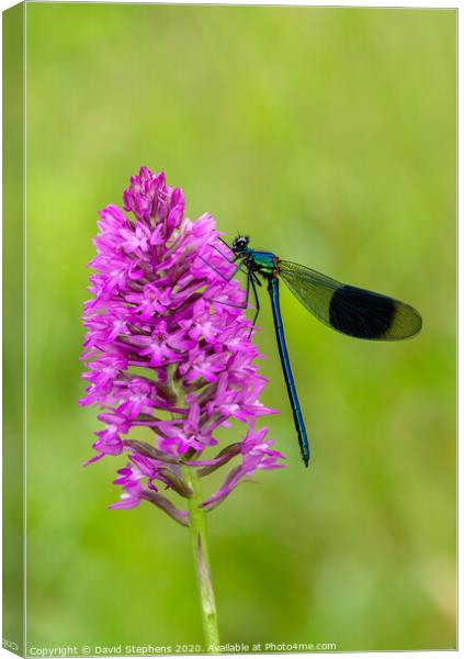 Banded Demoiselle damselfly and orchid Canvas Print by David Stephens