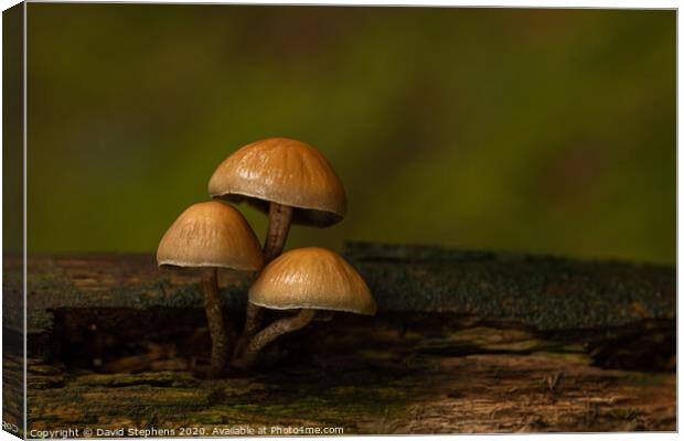 Group of three toadstools Canvas Print by David Stephens