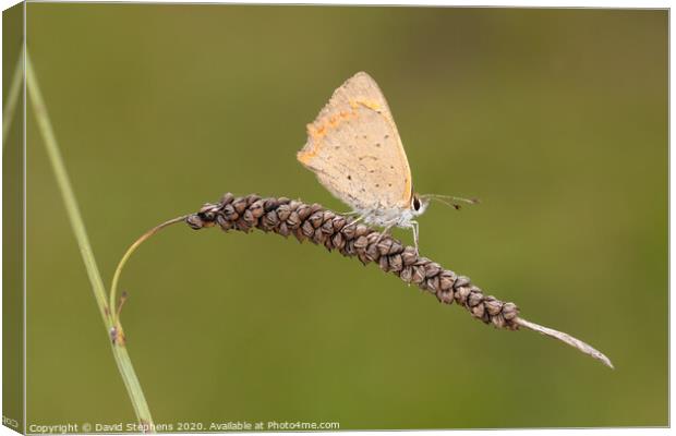 Meadow brown butterfly Canvas Print by David Stephens