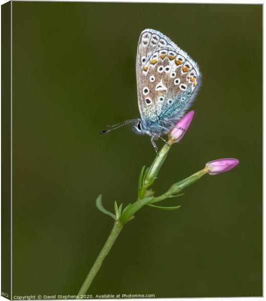 Common blue butterfly on a pink flower Canvas Print by David Stephens