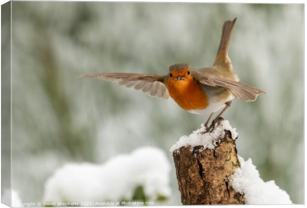 Robin in the snow Canvas Print by David Stephens