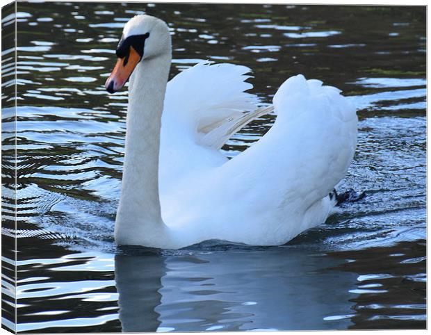 Swan - Reflections Canvas Print by matthew wakefield