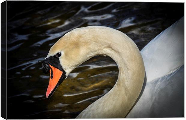 Natural Beauty - Swan Canvas Print by matthew wakefield