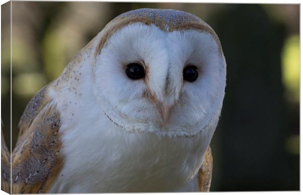 Barn Owl Canvas Print by Alan Baird