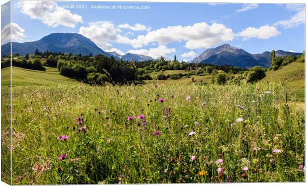 Summer Alpine Flower Meadow Canvas Print by Pearl Bucknall