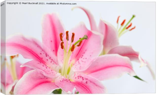 Pink Lilies Lily Flowers Flora Canvas Print by Pearl Bucknall